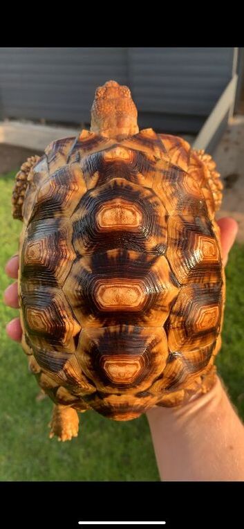 LEOCATA TORTOISE 3-4 YEARS OLD