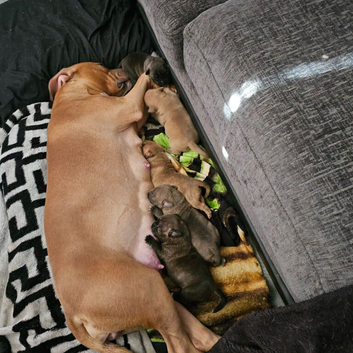 Beautiful staff X puppies