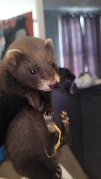 Baby ferrets available 14 weeks old