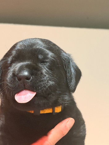 Fantastic Labrador Litter