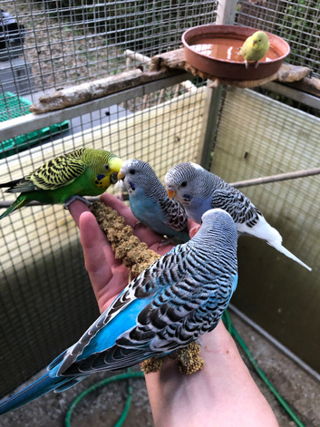 Beautiful Tame Budgies For Sale