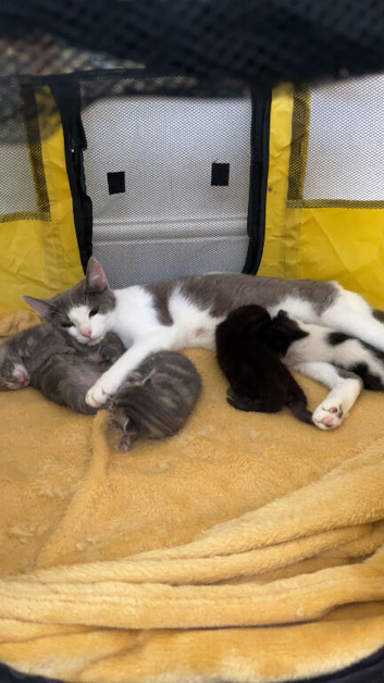 Kittens7724