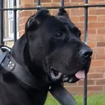 PRESA CANARIO pup for sale