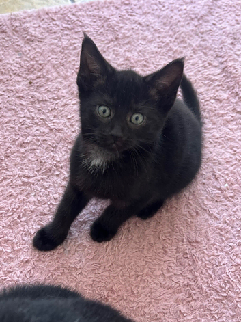 2 beautiful kittens left