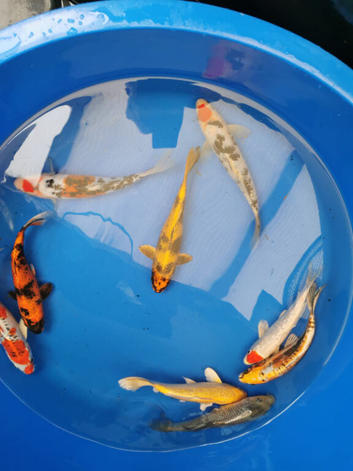 koi HighGrade 7-8 INCH &pound;26
