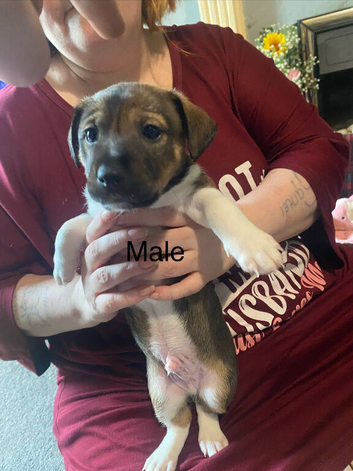 Jack Russell puppies for sale