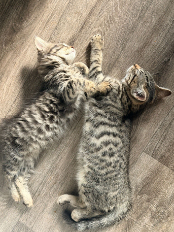 Maine coon x kittens both male 11 weeks