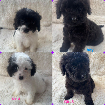 CAVAPOO PUPPiES