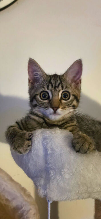 Female Tabby kitten