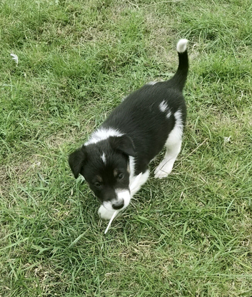 Border Collie Pups