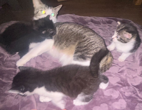 3 beautiful female kittens