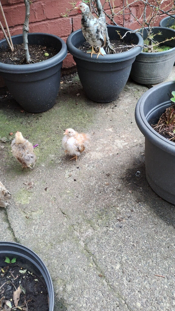 Two micro serama chicks