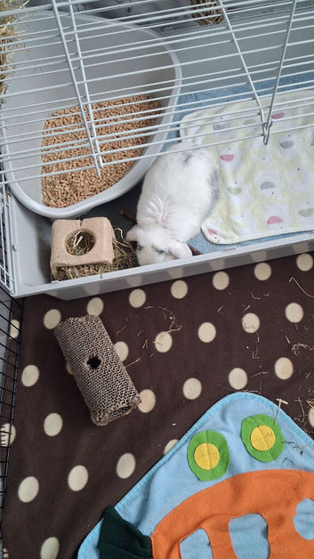 White and black mini lop 5months