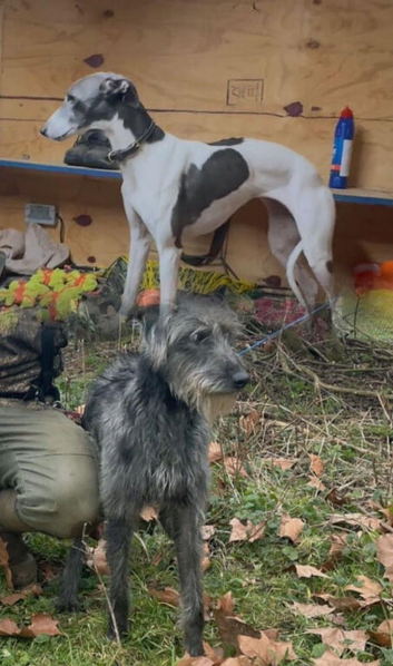 Whippets x Bedlington whippets