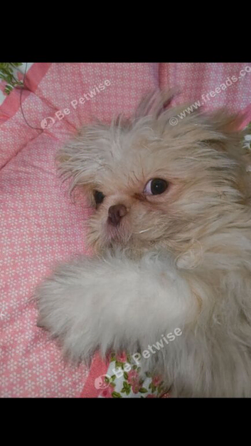 4 months shih tzu need gone today asap