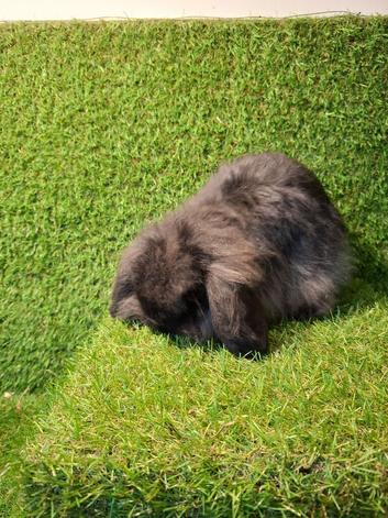 CAHMERE MINI LOP