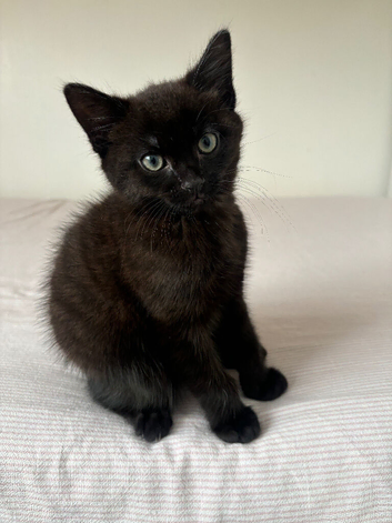 Kitten of 2month old