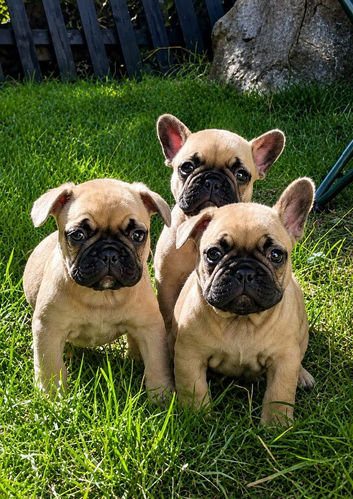 5th Generation health tested french bulldogs
