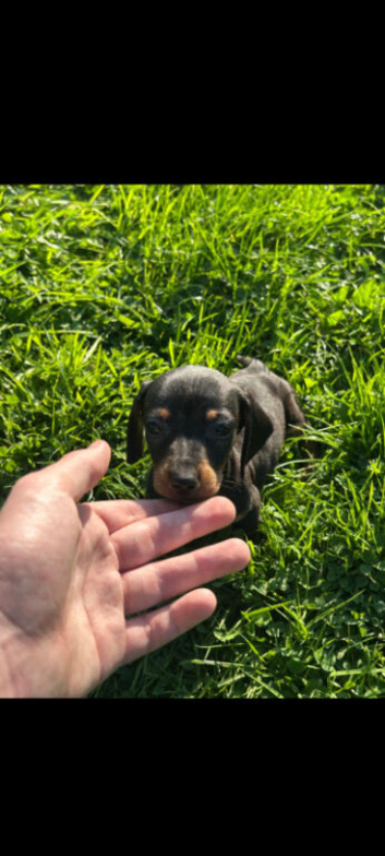 Dachund pups
