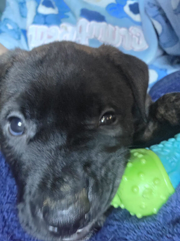 Akita Rotty
