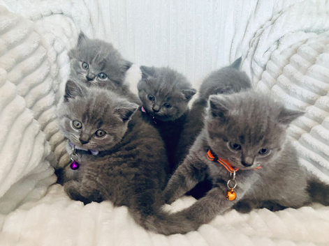 Kittens