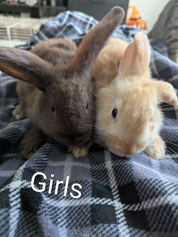 5 mix French lops & 1 100% French lop