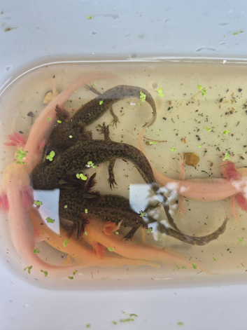 Axolotl