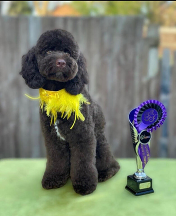 Beautiful cockapoo babies