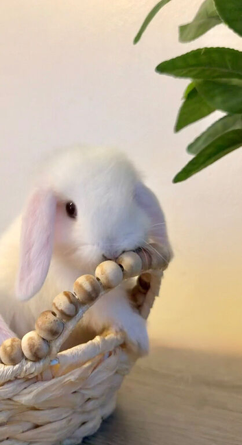 Mini Lop baby boy ready now (super friendly & tame)