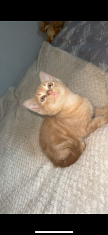 Ginger boy
