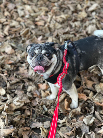 Pug for stud north east