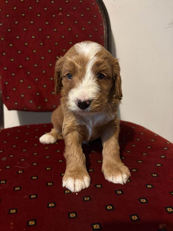 Gorgeous sproodle puppies