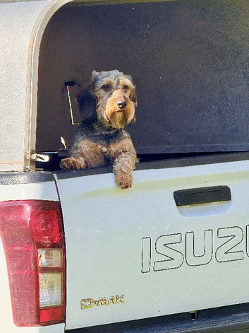Wirehaired dachshund