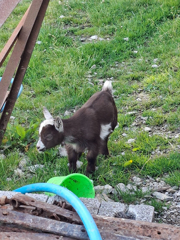 Pygmy kids available now!