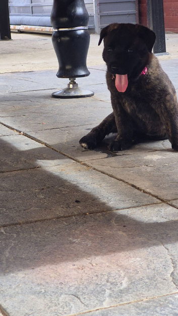 beautiful shepkita puppies