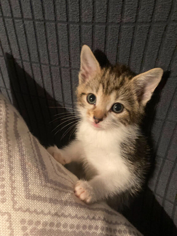 Gorgeous Kittens for sale