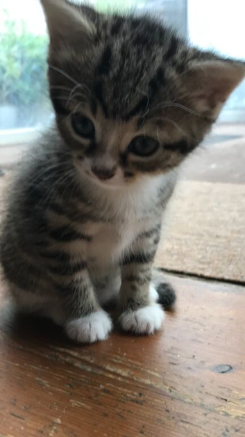 Two beautiful tabby kittens