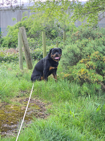 German line rottweiler