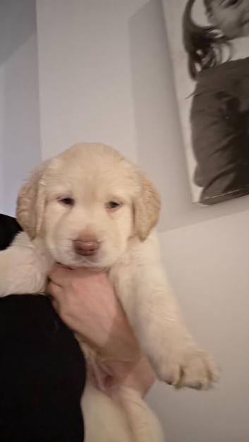 1 xboy 1 x girl adoreable labradoor puppies