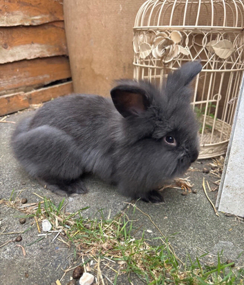Double mane lionhead