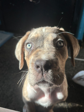 cane corso/great dane mix