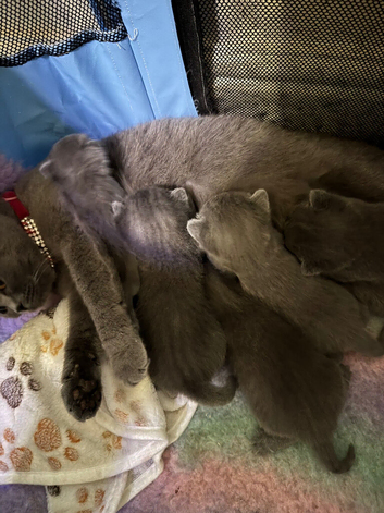British blue kittens