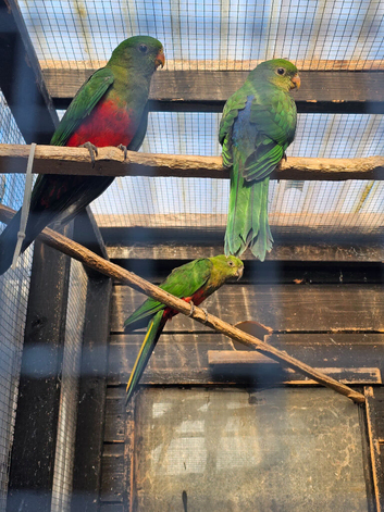 2026 Australian king parrots,