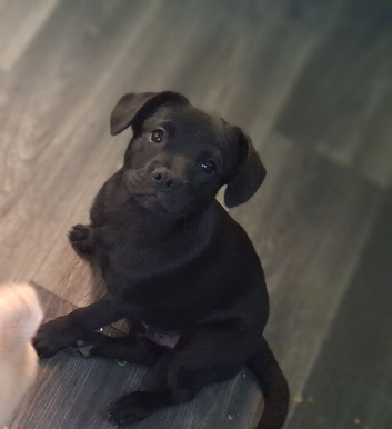 French bulldog x German spitz
