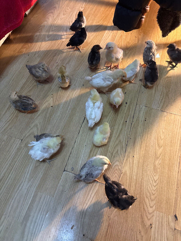 Chicken chicks for sale different variety very friendly chicks