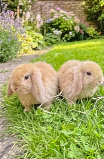Mini lops