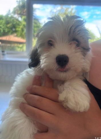 READY NOW GORGEOUS SABLE MALTIPOO PUPPIES