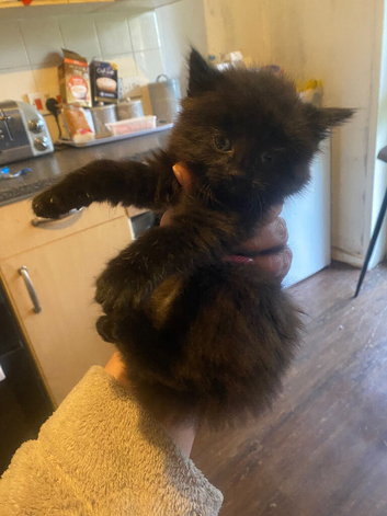 Boy kitten long haired