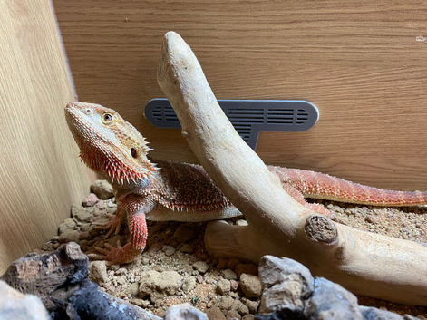 Female bearded dragon 9 months old