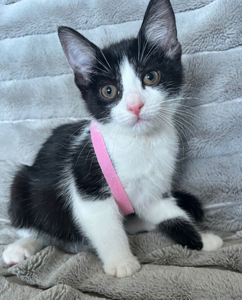 Lovely kittens for sale